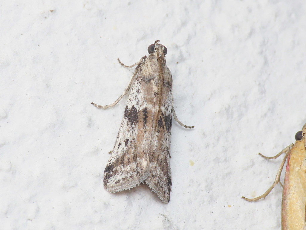 Ephestia welseriella