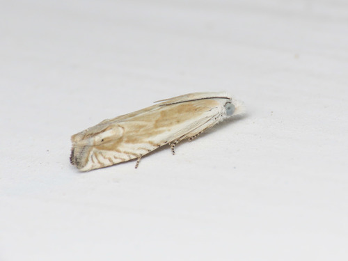 Eucosma albidulana