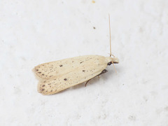 Nothris verbascella
