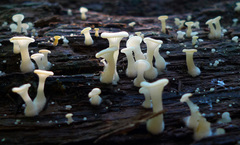 Crepidotus nyssicola