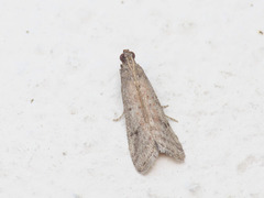 Ephestia woodiella