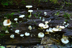 Crepidotus nyssicola