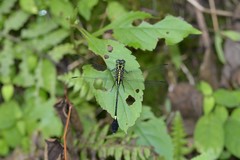 Anisogomphus anderi