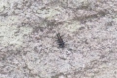 Cosmodela separata