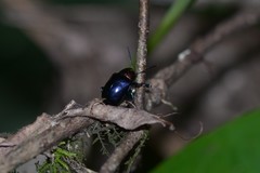 Platycorynus ignicollis