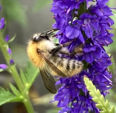 Bombus