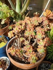 Echeveria pulvinata