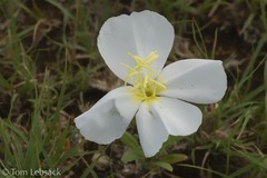 Oenothera coronopifolia