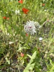 Astrantia