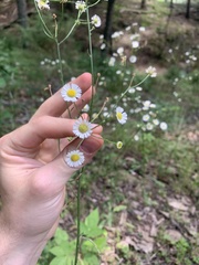 Erigeron strigosus strigosus