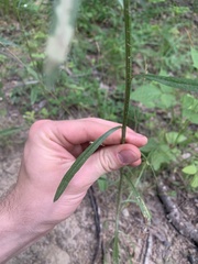 Erigeron strigosus strigosus
