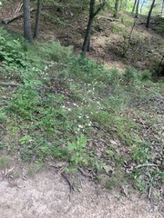 Erigeron strigosus strigosus