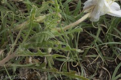 Oenothera coronopifolia