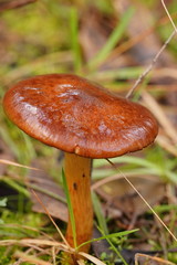 Cortinarius abnormis