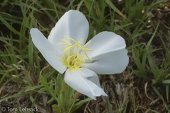 Oenothera coronopifolia