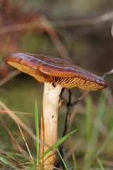 Cortinarius abnormis
