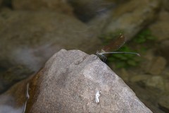 Archineura incarnata