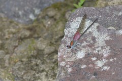 Archineura incarnata