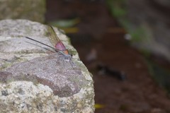 Archineura incarnata