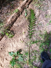Dryopteris × brathaica