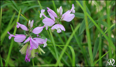 Polygala major