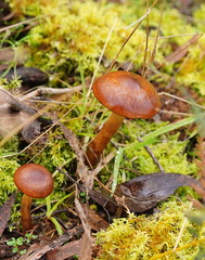 Cortinarius abnormis