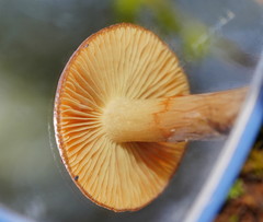 Cortinarius abnormis