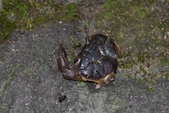 Longpotamon chekiangense