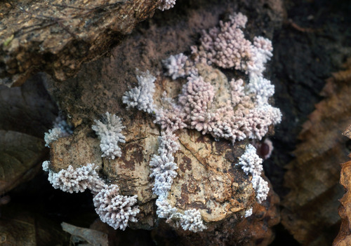 Chromelosporium carneum image