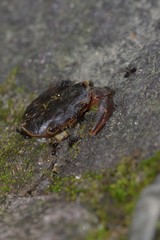 Longpotamon chekiangense