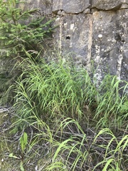 Calamagrostis purpurea