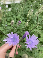 Cichorium intybus