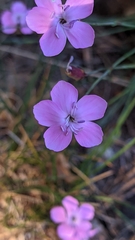 Dianthus pungens