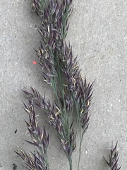Calamagrostis purpurea