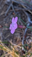 Dianthus pungens