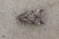 Brachmia blandella