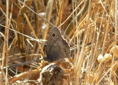 Cercyonis pegala boopis