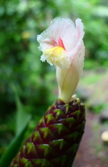 Costus acreanus