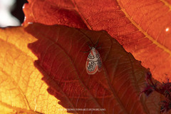Miltochrista perihaemia