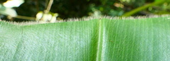 Costus acreanus