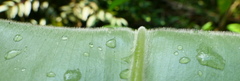 Costus acreanus