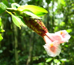Costus acreanus