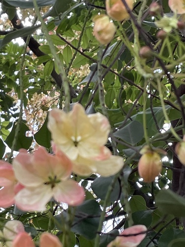 rainbow shower tree (Cassia ×)