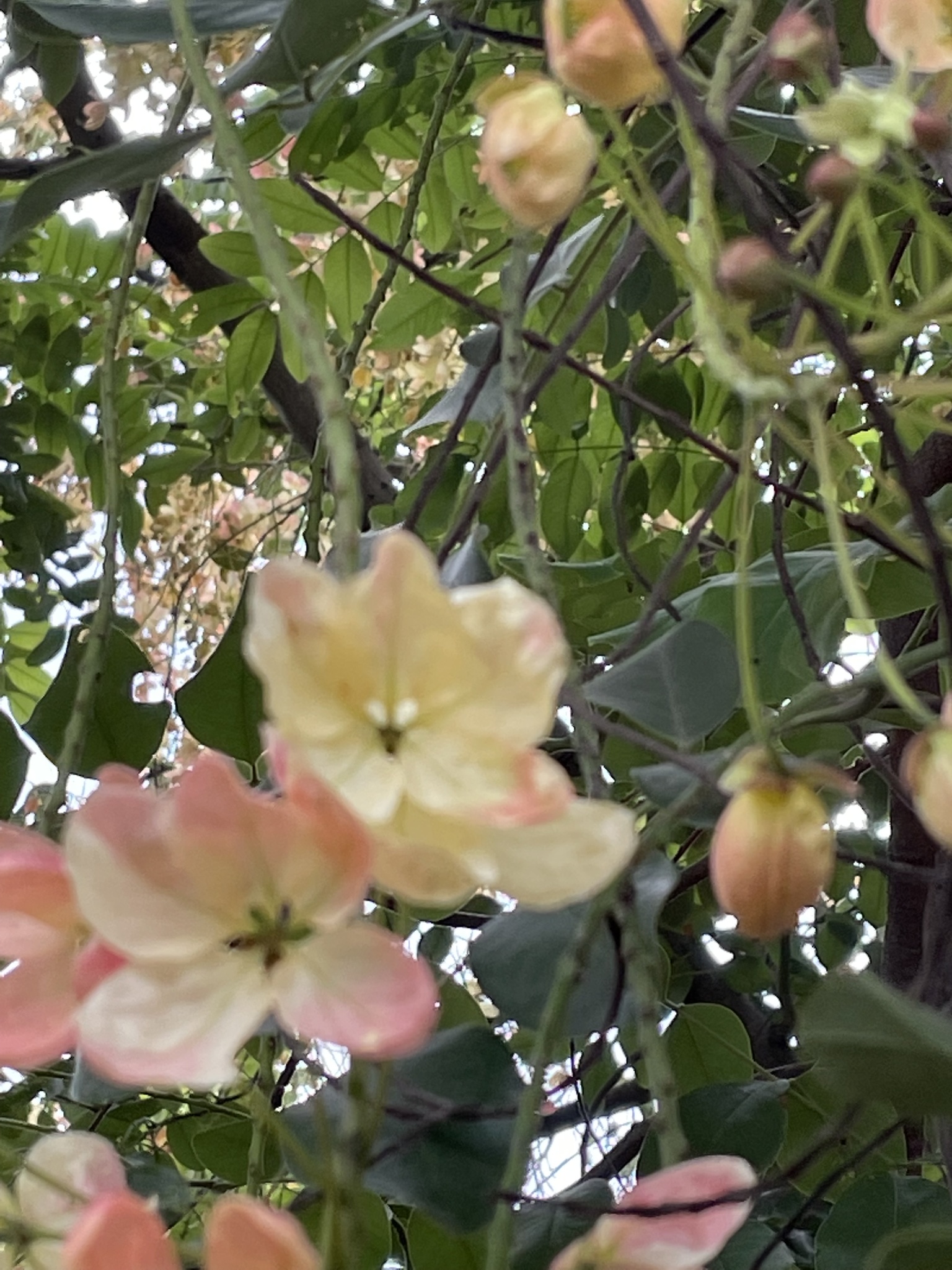 Rainbow Shower Tree (Cassia ×)