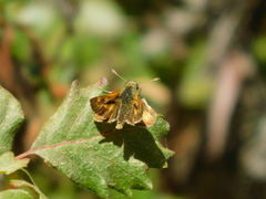 Ochlodes agricola
