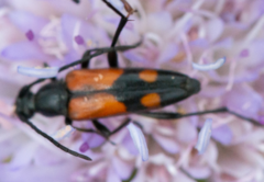 Stenurella bifasciata