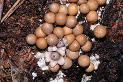 Geastrum mirabile