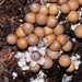 Geastrum mirabile - Photo (c) PK Yeung, some rights reserved (CC BY-NC), uploaded by PK Yeung