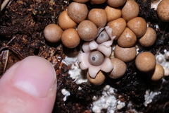 Geastrum mirabile