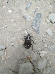 Calosoma vagans